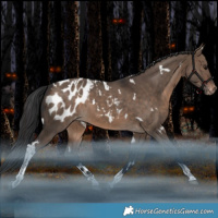Horse Color:White Spotted Brown Dun Tobiano Blanket Rabicano 