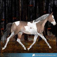 Horse Color:Bay Dun Splash Tobiano Rabicano 