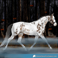 Horse Color:White Spotted Bay Dun Splash Tobiano Near Leopard Rabicano 