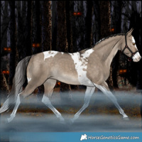 Horse Color:Brown Dun Splash Tobiano Varnish Rabicano 