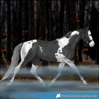 Horse Color:Black Splash Tobiano Rabicano 