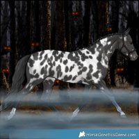 Horse Color:White Spotted Black Tobiano Appaloosa Rabicano 