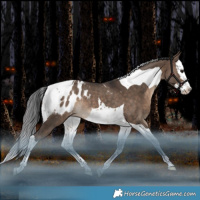 Horse Color:Brown Dun Splash Tobiano Appaloosa Rabicano 