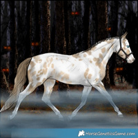 Horse Color:White Spotted Bay Snowdrop Splash Tobiano Near Leopard Rabicano 