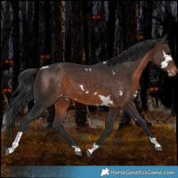 Horse Color:White Spotted Brown Tobiano Appaloosa Rabicano
