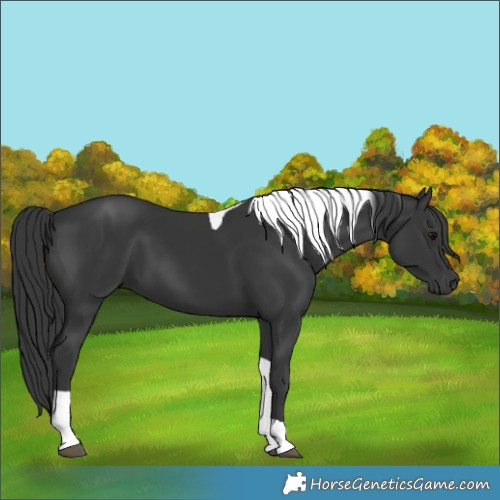 Horse Color:Black Tobiano 