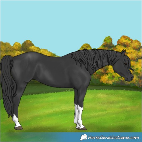 Horse Color:Black Tobiano