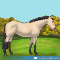 Horse Color:Buckskin 
