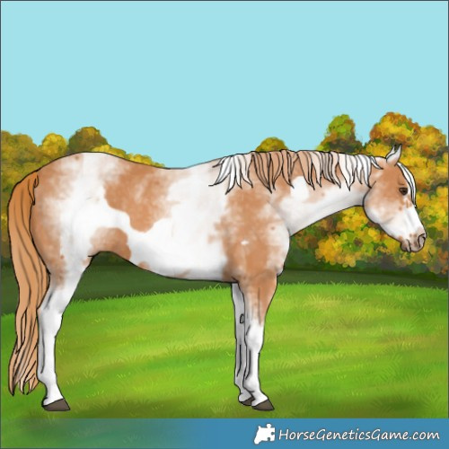 Horse Color:White Spotted Chestnut Frame 