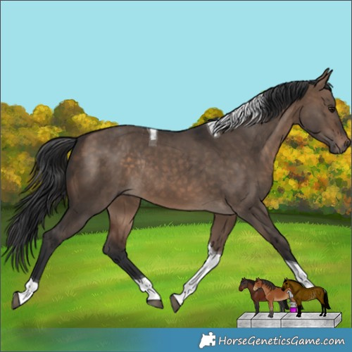 Horse Color:Bay Dun Tobiano Rabicano