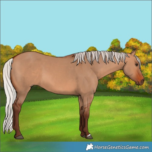 Horse Color:Silver Bay Dun