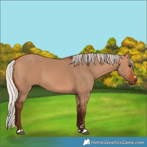 Horse Color:Unknown 