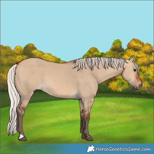 Horse Color:Silver Bay Dun 