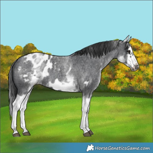 Horse Color:White Spotted Blue Roan Splash Frame Appaloosa 