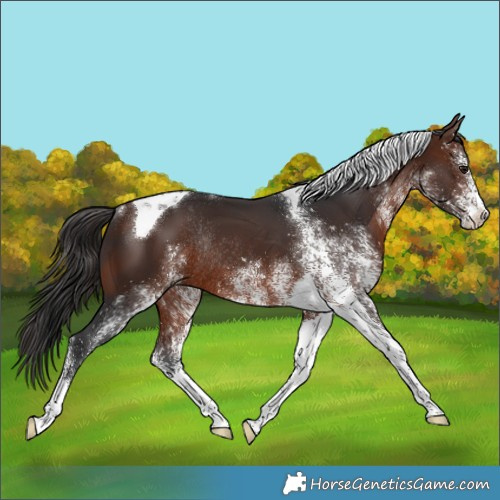 Horse Color:White Spotted Brown Tobiano Rabicano 