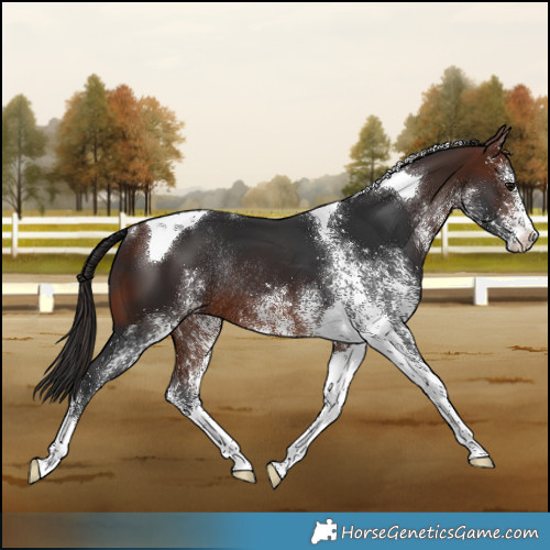Horse Color:White Spotted Brown Tobiano Rabicano 