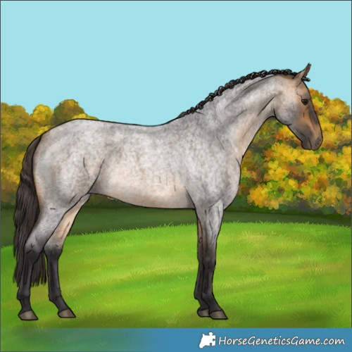 Horse Color:Buckskin Roan 