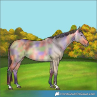 Horse Color:Nacre Buckskin Dun Rabicano 