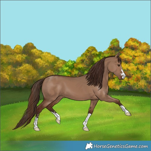 Horse Color:Liver Red Dun