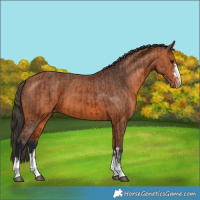 Horse Color:Bay Appaloosa  and Bay Appaloosa 