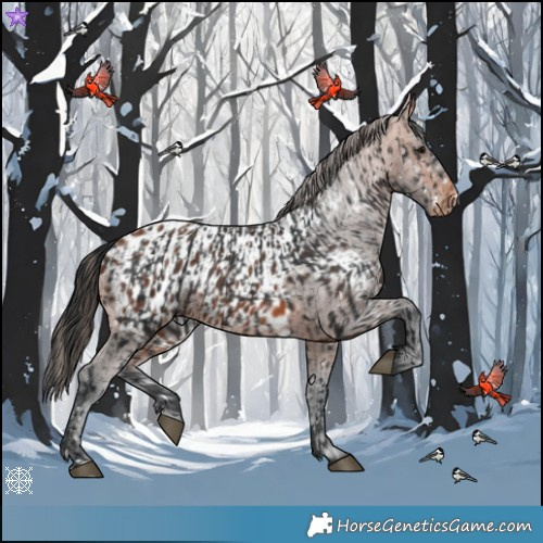 Horse Color:Brown Snowflake Varnish  and Bay Blanket 
