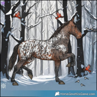 Horse Color:Brown Appaloosa  and Bay Appaloosa 