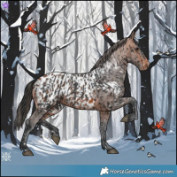 Horse Color:Brown Appaloosa  and Bay Appaloosa 