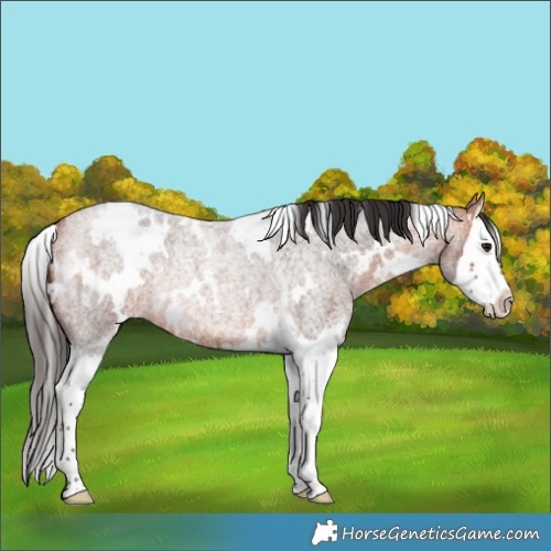 Horse Color:White Spotted Bay Roan Splash Rabicano 