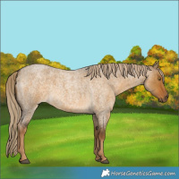 Horse Color:Chocolate Palomino Roan Dun Rabicano 