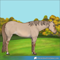 Horse Color:Red Dun 