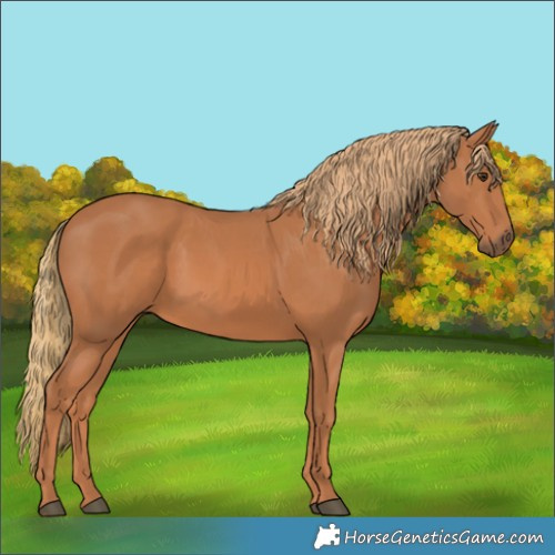 Horse Color:Chestnut 