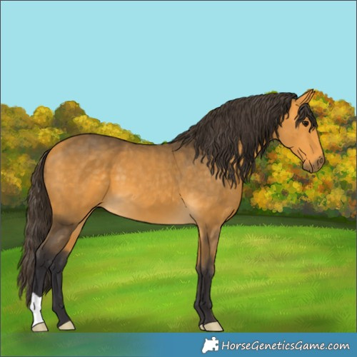 Horse Color:Buckskin 