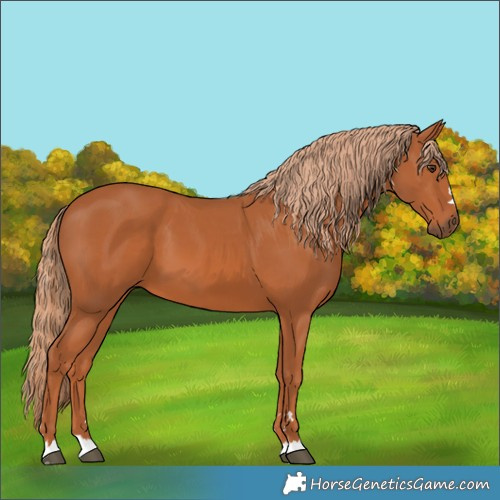 Horse Color:Chestnut 