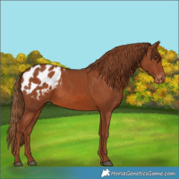Horse Color:Chestnut Blanket