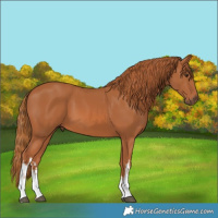 Horse Color:White Spotted Chestnut 