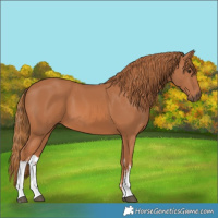 Horse Color:White Spotted Chestnut 