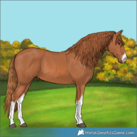 Horse Color:White Spotted Chestnut 