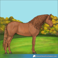 Horse Color:White Spotted Chestnut 