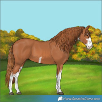 Horse Color:White Spotted Chestnut 