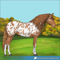 Horse Color:White Spotted Chestnut Near Leopard