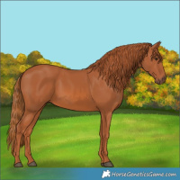Horse Color:White Spotted Chestnut 