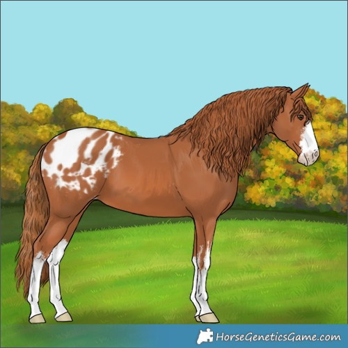 Horse Color:White Spotted Chestnut Appaloosa