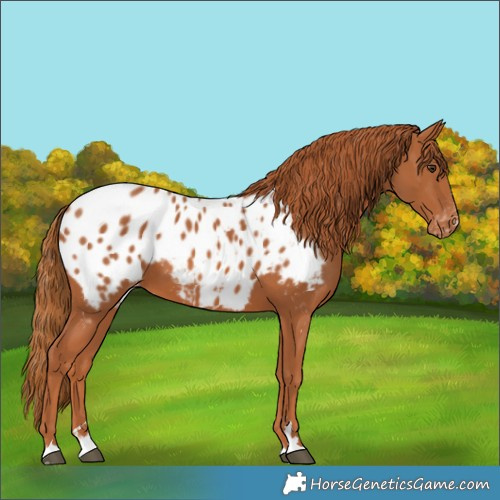 Horse Color:Chestnut Appaloosa 