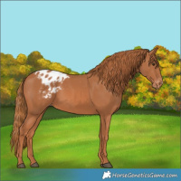 Horse Color:Chestnut Blanket