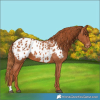 Horse Color:Chestnut Blanket 
