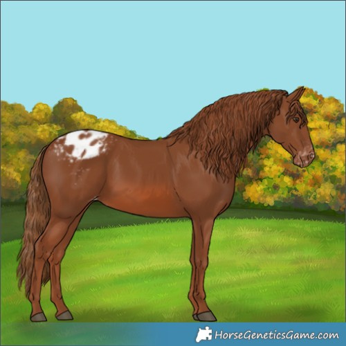 Horse Color:Chestnut Appaloosa