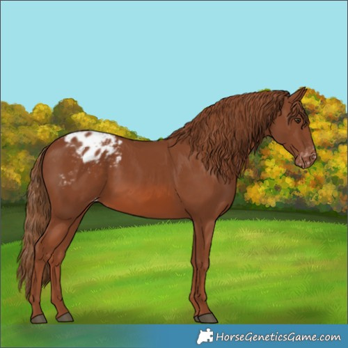 Horse Color:Chestnut Appaloosa