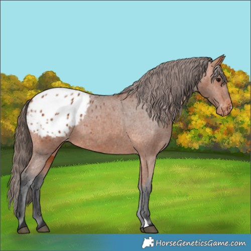 Horse Color:Bay Blanket 