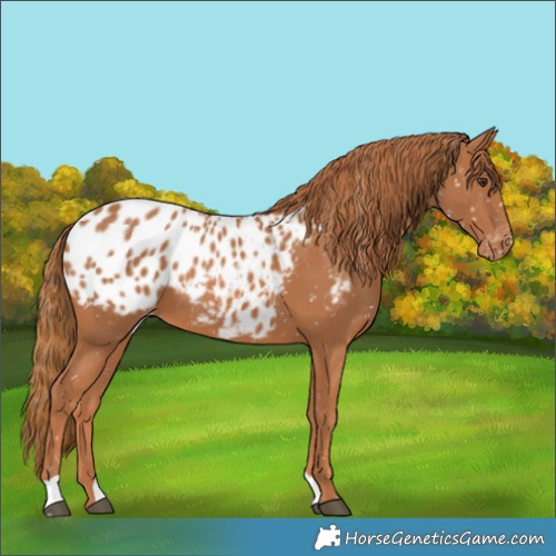 Horse Color:Chestnut Appaloosa 