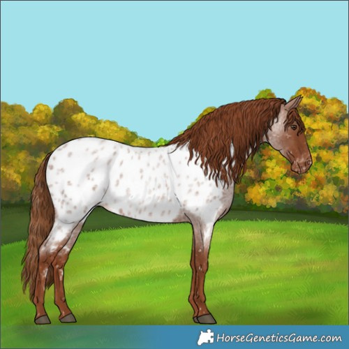 Horse Color:Red Roan Appaloosa 